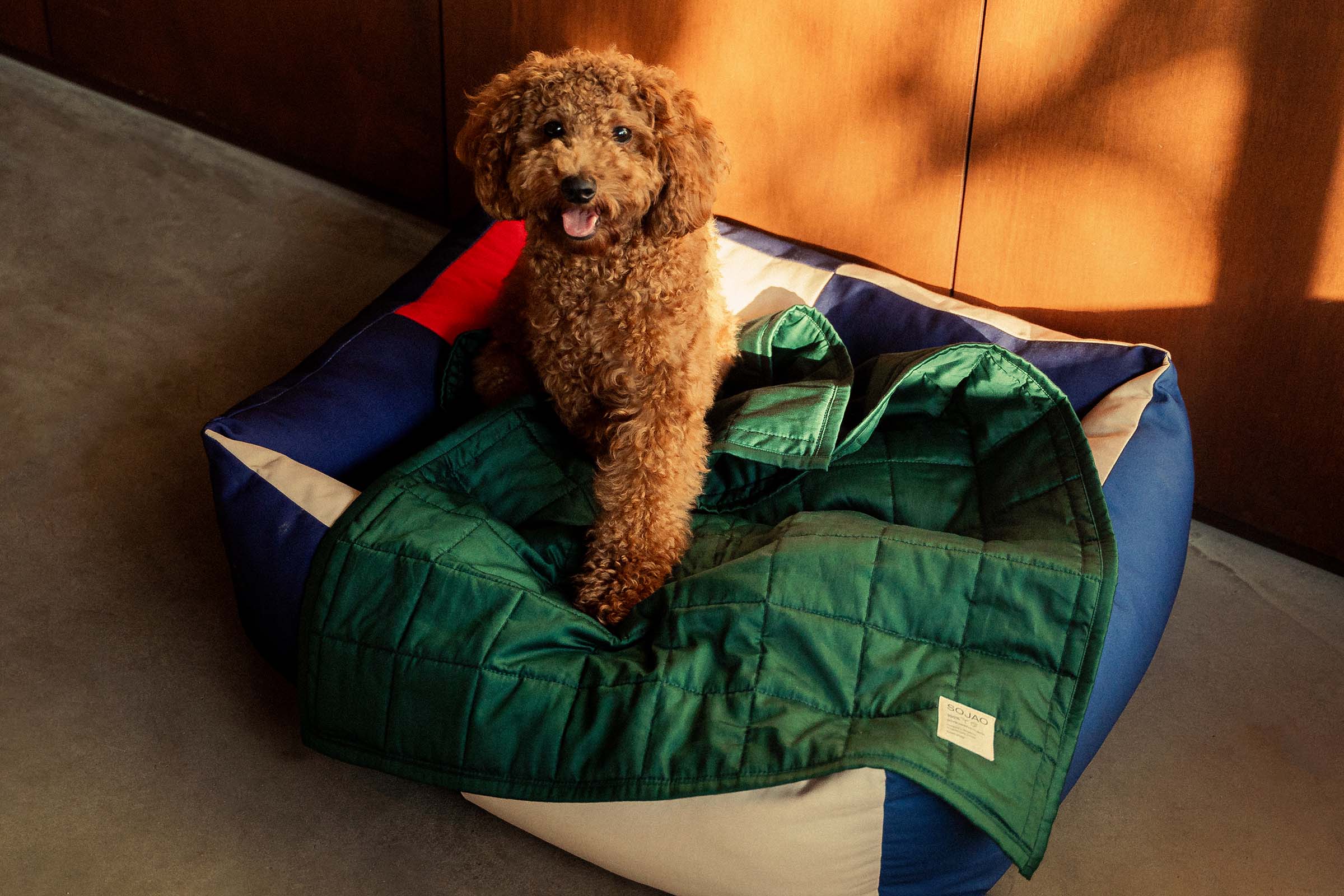 maltipoo-on-forest-organic-cotton-pet-quilt-HAY-Dog-bed-by-sojao.jpg