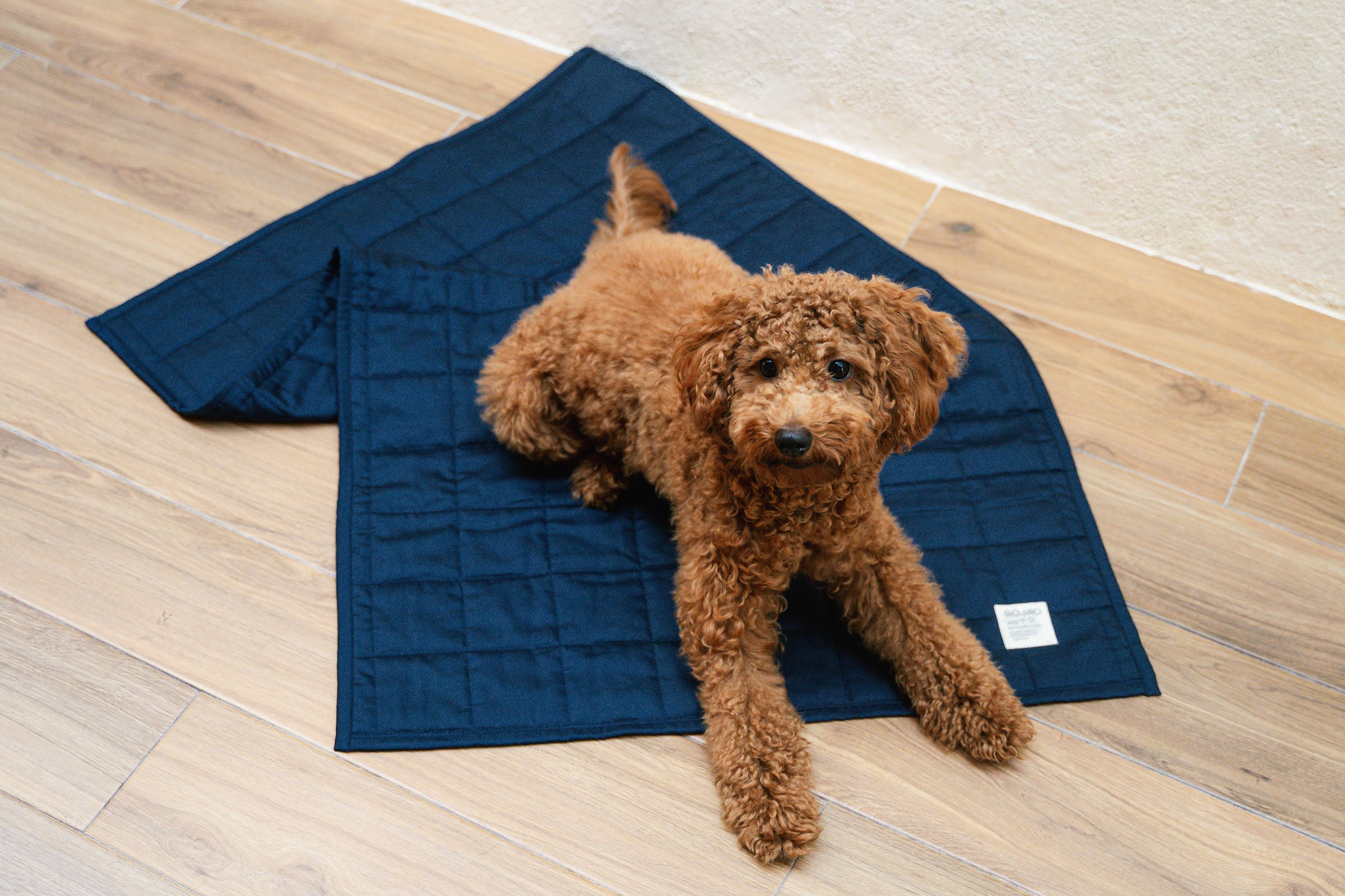 maltipoo-on-navy-organic-cotton-pet-quilt-by-sojao.jpg