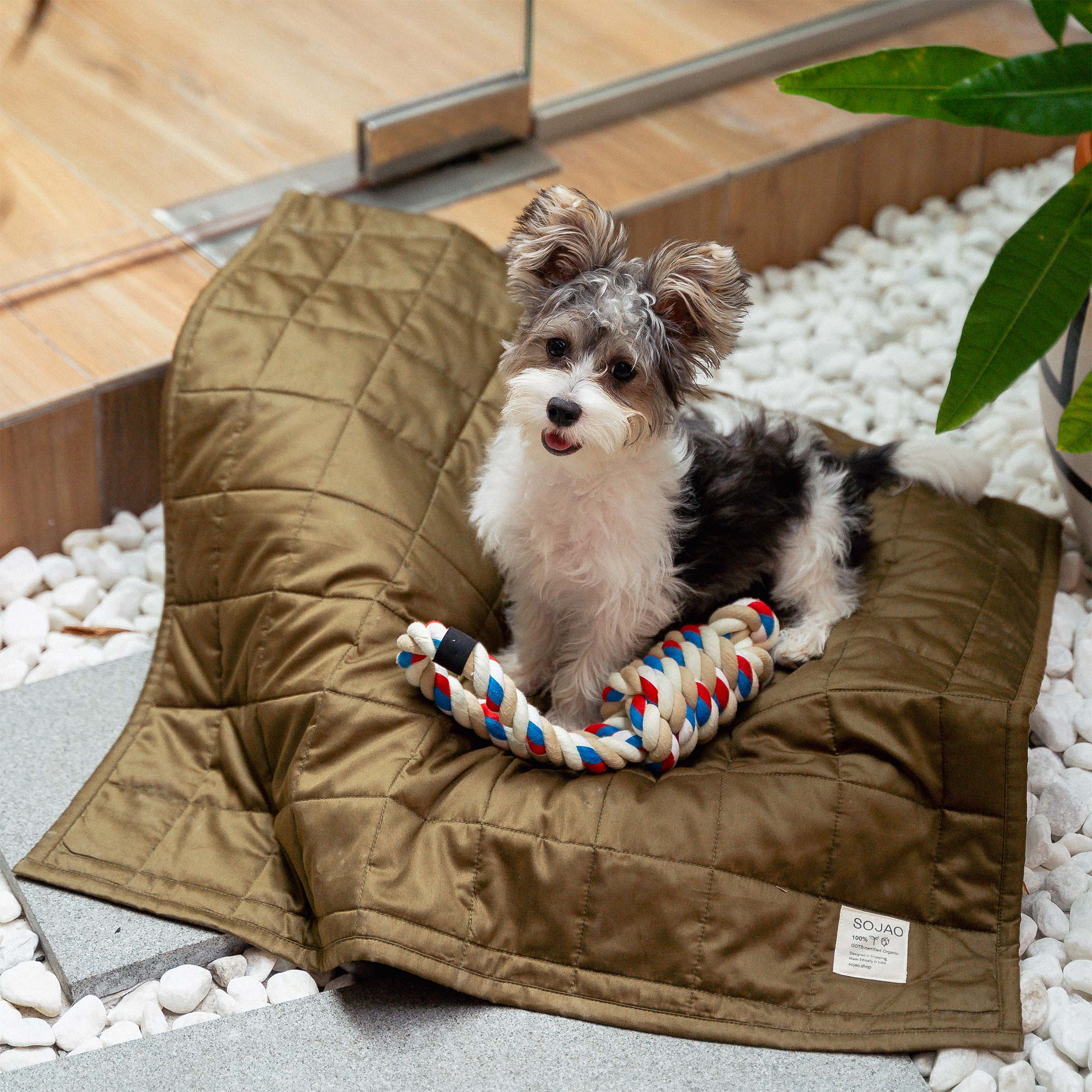 Organic Cotton Pet Quilts